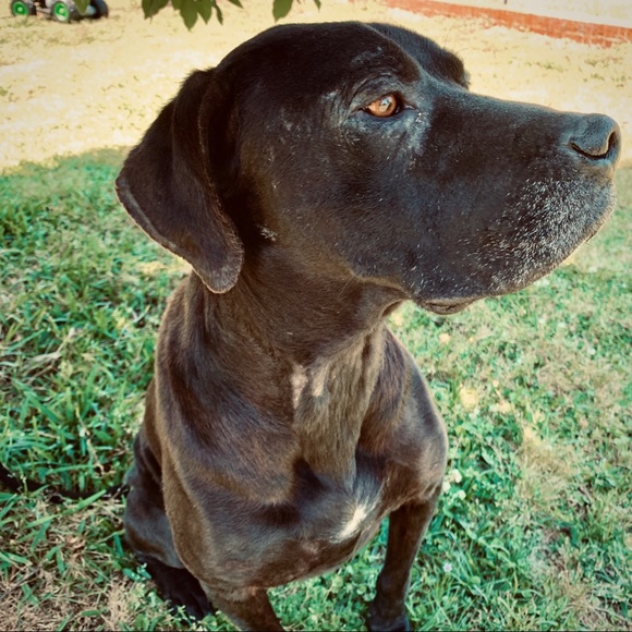Meet the Posher Dresses & Skirts - This is my sweet dog Oscar Meet the Posher Dresses & Skirts - This is my sweet dog Oscar